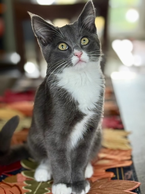 franklin cat adoption event