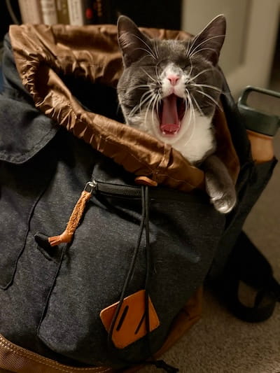 cat backpack