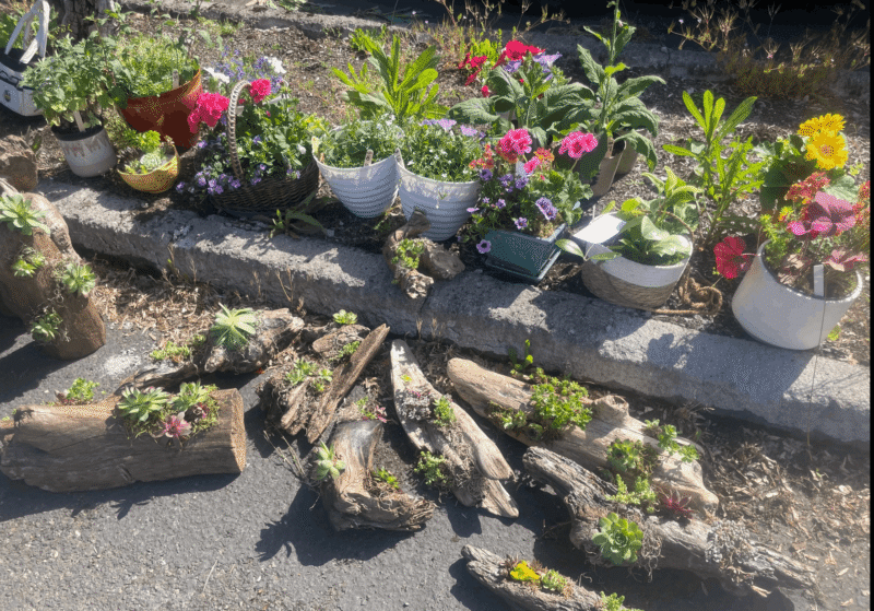 beaverton garden club plant sale