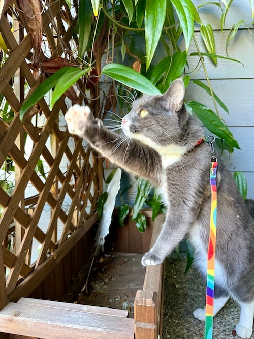 cat adventures summer
