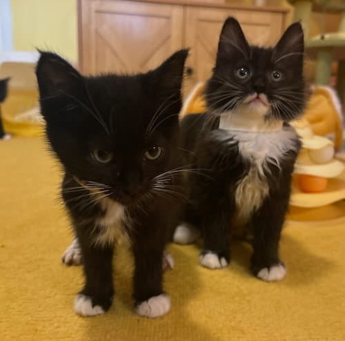 lorelai and sukie kitties