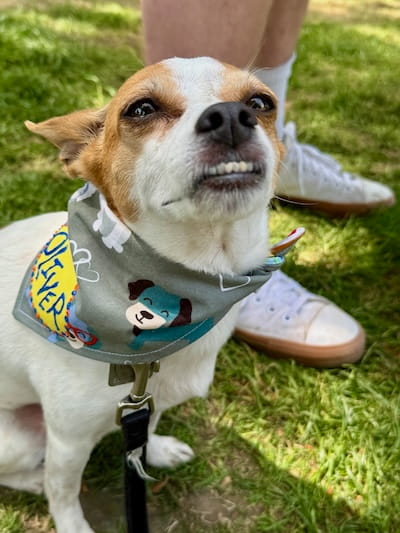 oliver doggie dash 2026