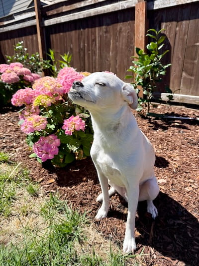 dog in front of plant