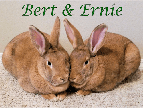 bert and ernie rabbits