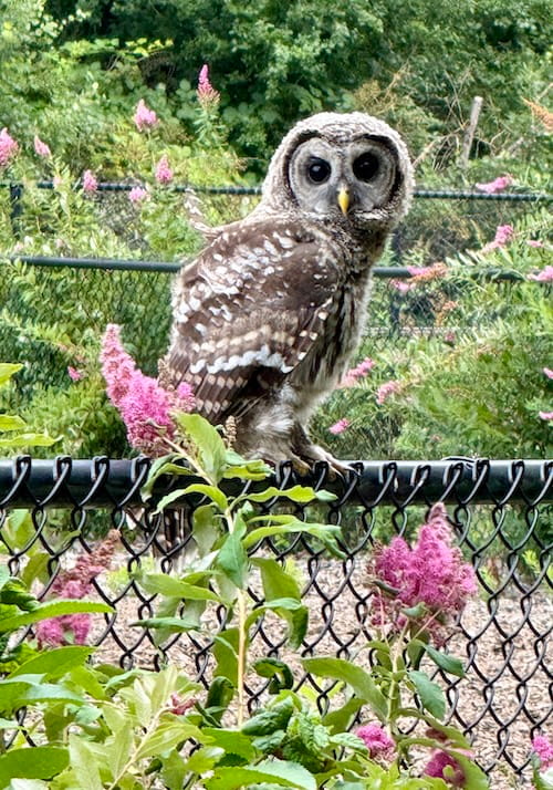 tualatin community park owl