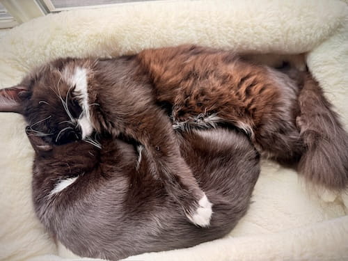 cuddling kittens