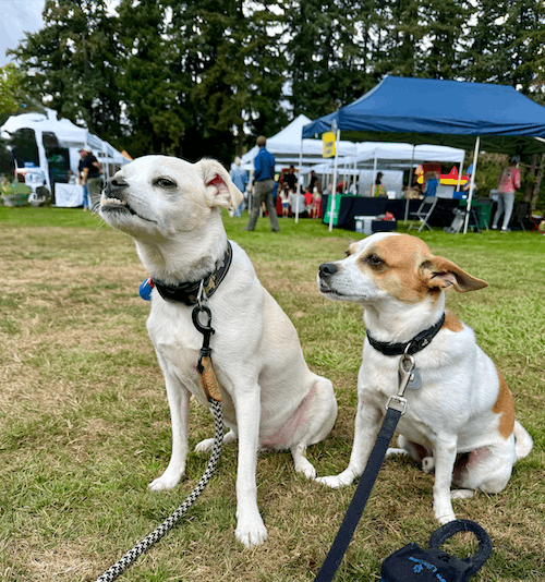 dogs canine carnival